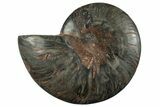 Cut & Polished Ammonite Fossil (Half) - Unusual Black Color #286650-1